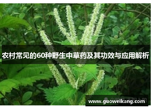 农村常见的60种野生中草药及其功效与应用解析