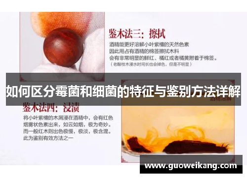 如何区分霉菌和细菌的特征与鉴别方法详解